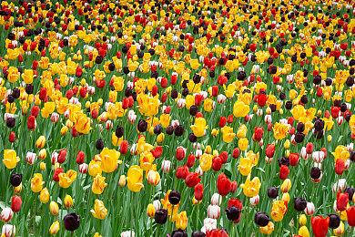 《爱丽丝的扭曲仙境：REcollection》面向NS＆PC公布