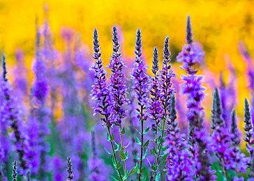 纸嫁衣官方4月7日直播发布会 将官宣《纸嫁衣5》